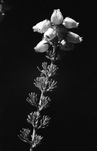 Bell Heather, Erica cinerea