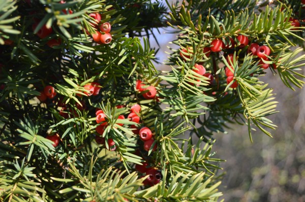 Taxus baccata