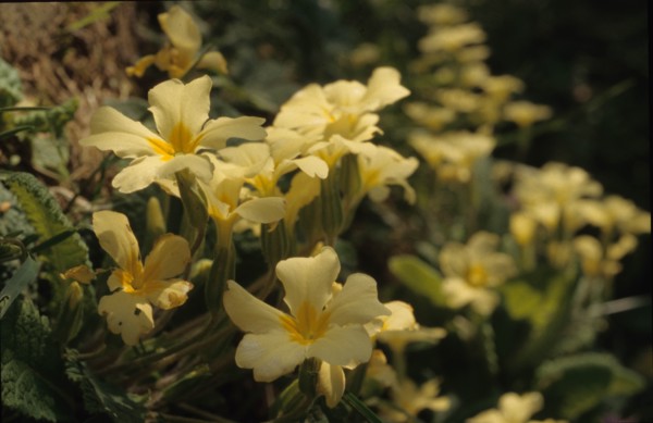 Primevère officinale