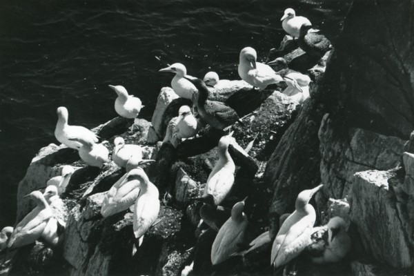 Gannets on Great Saltee island