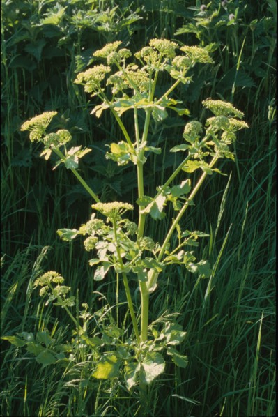 Maceron, Smyrnium olusatrum