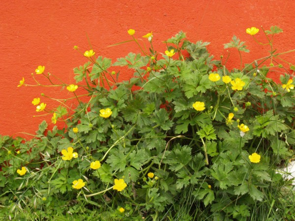 Creeping buttercup, Ranunculus repens