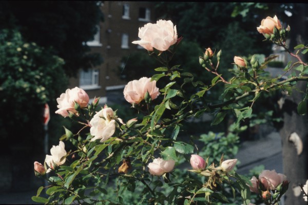 Albertine Rose