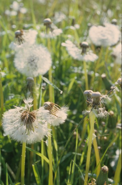 Dandelion, Taraxacum officinale
