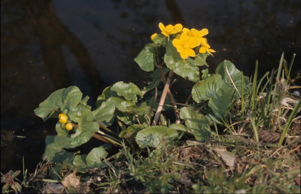 Marsh Marigold, Caltha palustris