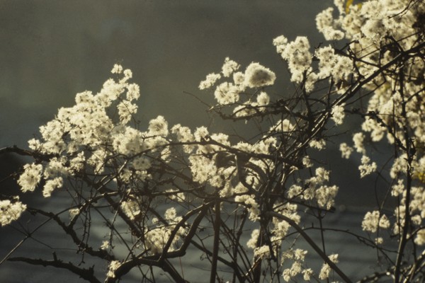 Clematis vitalba, Old Man’s Beard