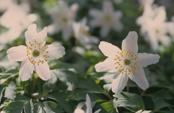Anemone, Anemone nemorosa, Bloemendaal