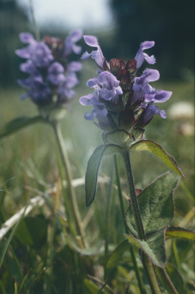 Self Heal, Prunella vulgaris