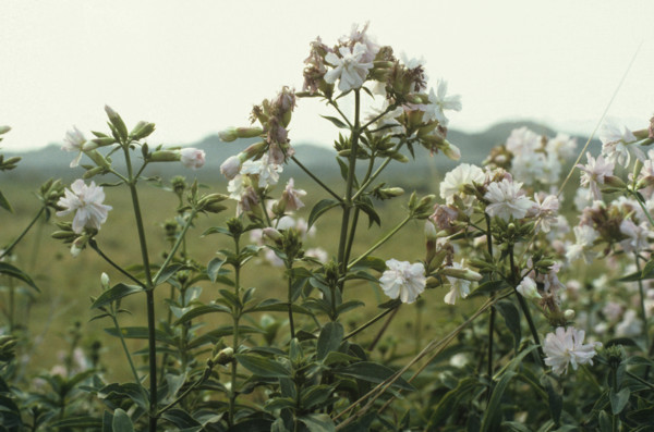 Saponaria officinalis. Soapwort