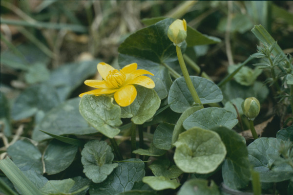 Marsh marigold, Caltha palustris
