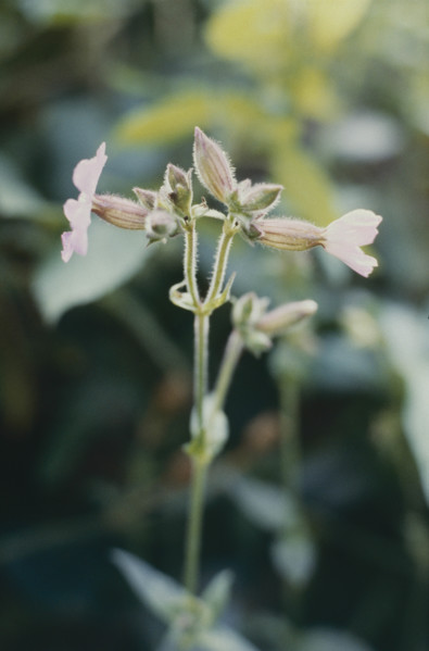 Campion, Silene