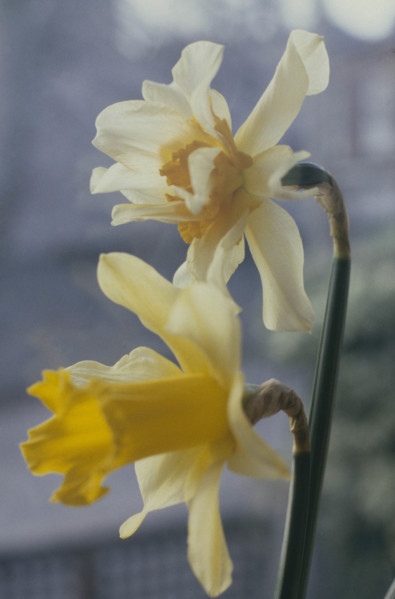Daffodil, Narcissus pseudonarcissus