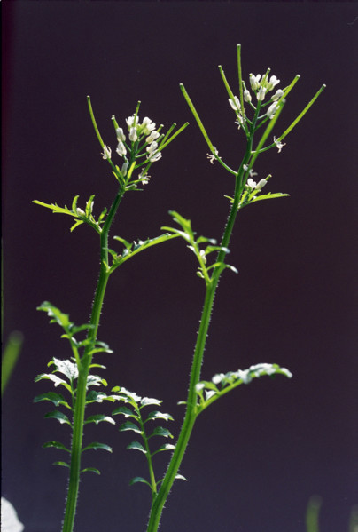 Cress, Cardamine