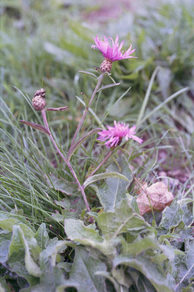 Knapweed, Centaurea