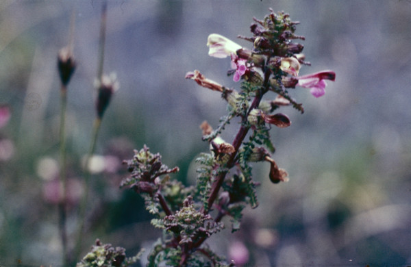 Lousewort, Pedicularis sylvatica