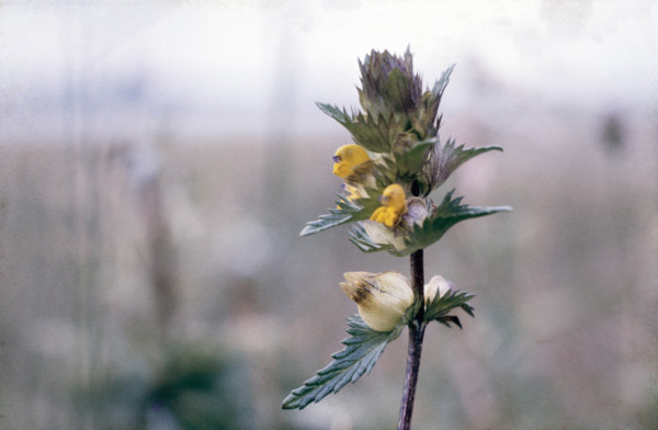 Yellow Rattle, Rhanthus minor