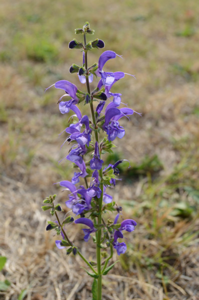 Meadow Clary, Salvia pratensis
