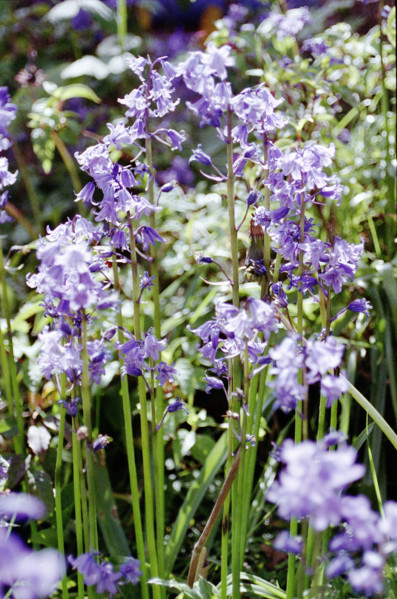 Bluebells. Hyacinthoidwa n0n-scripta