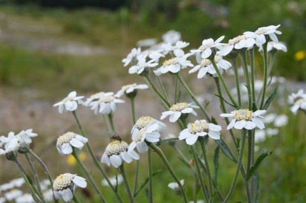 Sneezewort, Achillea ptarmica