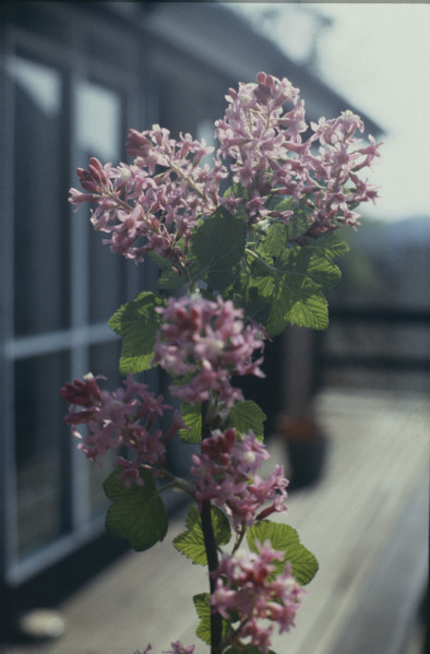 Flowering Blackcurrent, Ribes sanguineum