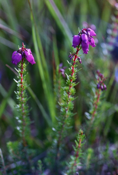 Bell Heather, Erica cinerea