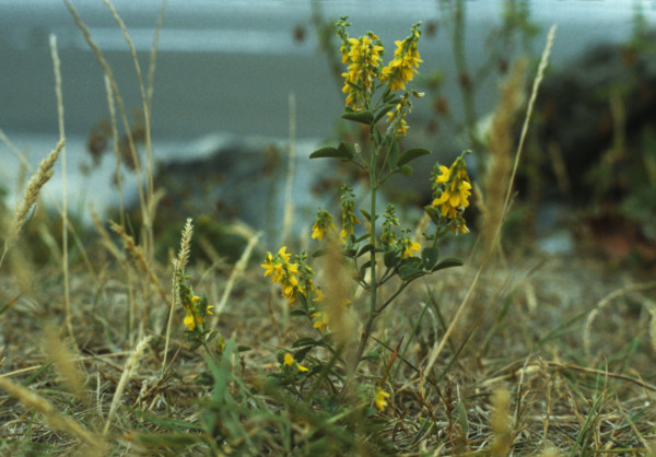 Melilot, Melitotus officinalis