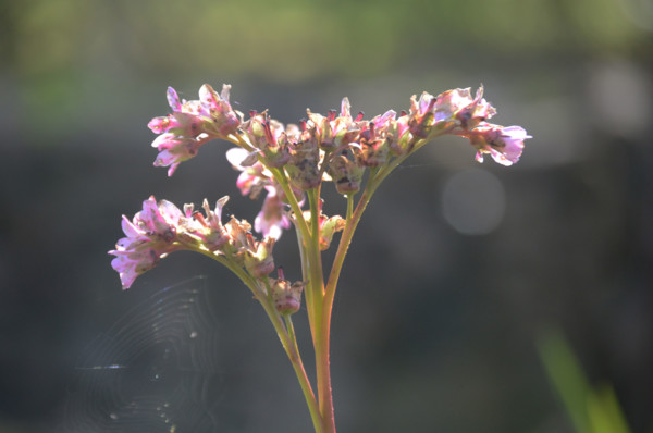 Bergonia