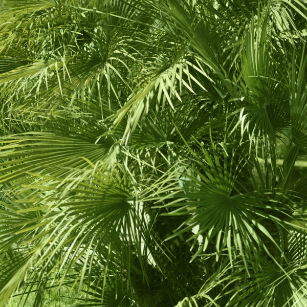 Lush green foliage.