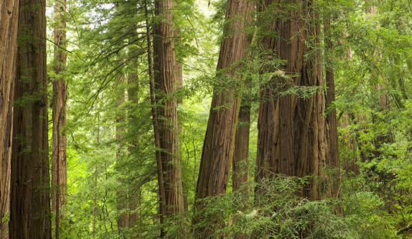 Redwood Trees in Muir Woods  California USA.