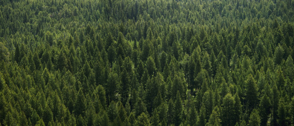 Aerial view of a forest.