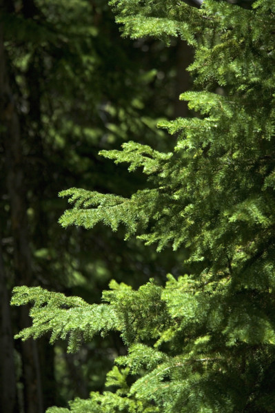Sunlight on evergreen branches.