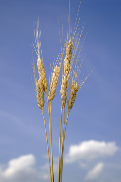 Closeup of wheat.