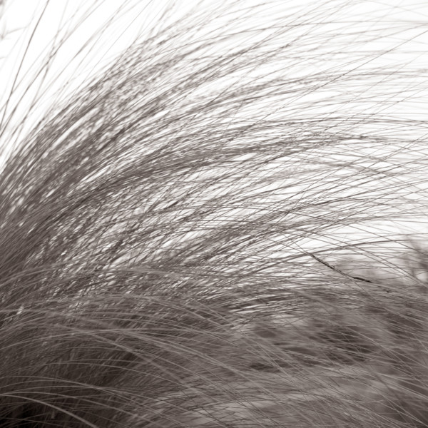 Tall grass bending in the breeze.