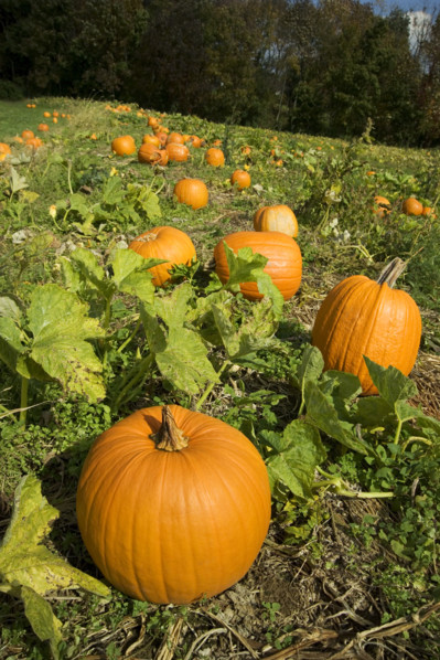 Pumpkins growing in a field.