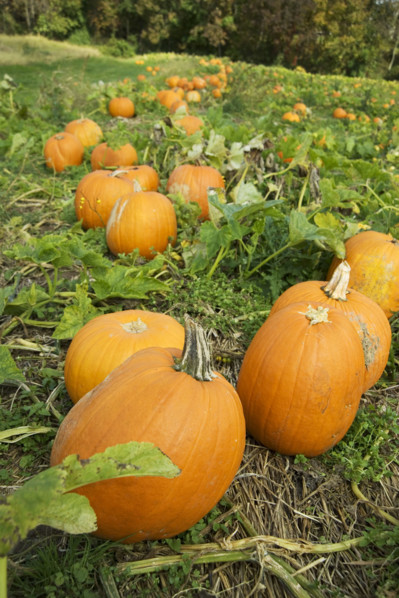 Pumpkins growing in a field.