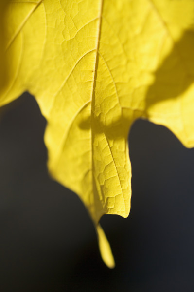 Closeup of a yellow autumn leaf.