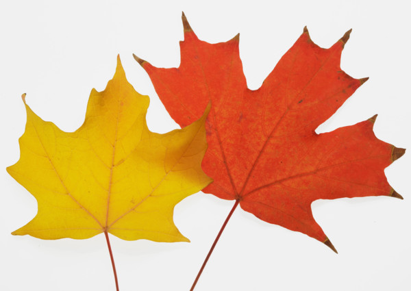 A pair of autumn leaves.
