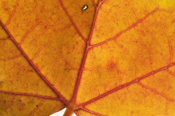 Extreme closeup of an autumn leaf.