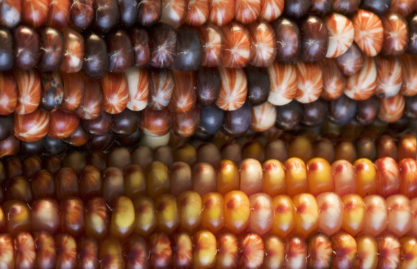 Extreme closeup of Indian corn.