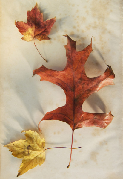 A trio of autumn leaves.