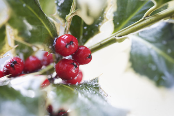 Closeup of holly berries.