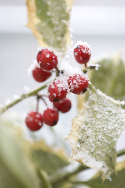 Snow dusted holly berries.