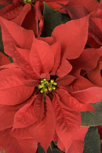 Closeup of poinsettia plant.