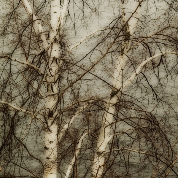 Closeup of tree branches.