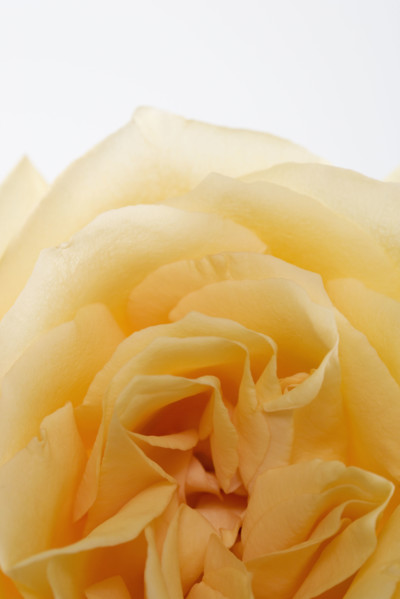 Overhead view of a yellow rose.