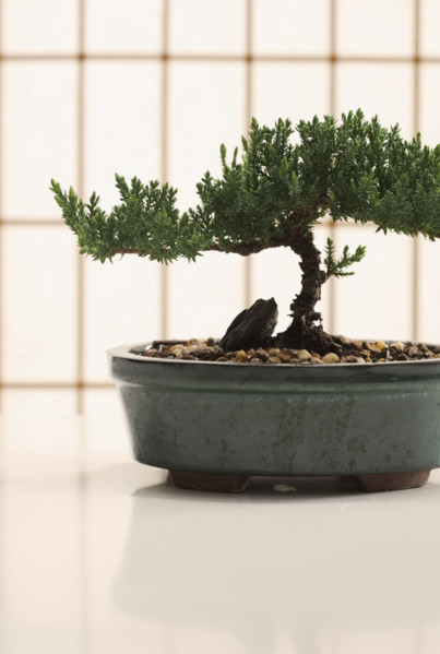 Bonsai tree in planter.