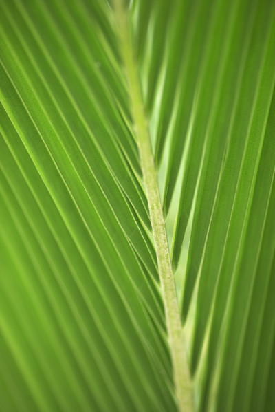 Close up of a leaf.