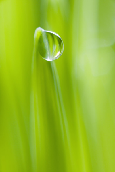 Drop of water on blade of grass.