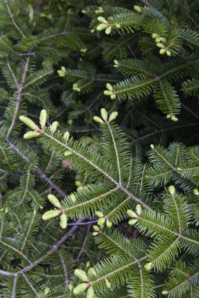Close-up of pine tree branch.