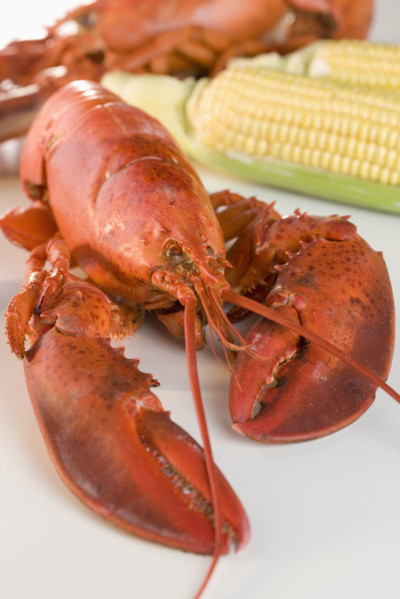Still life of lobsters and corn.